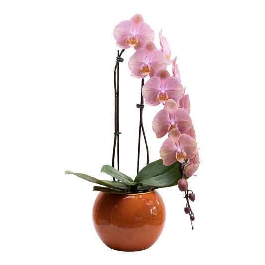 Nazlı — Pembe Orkide
