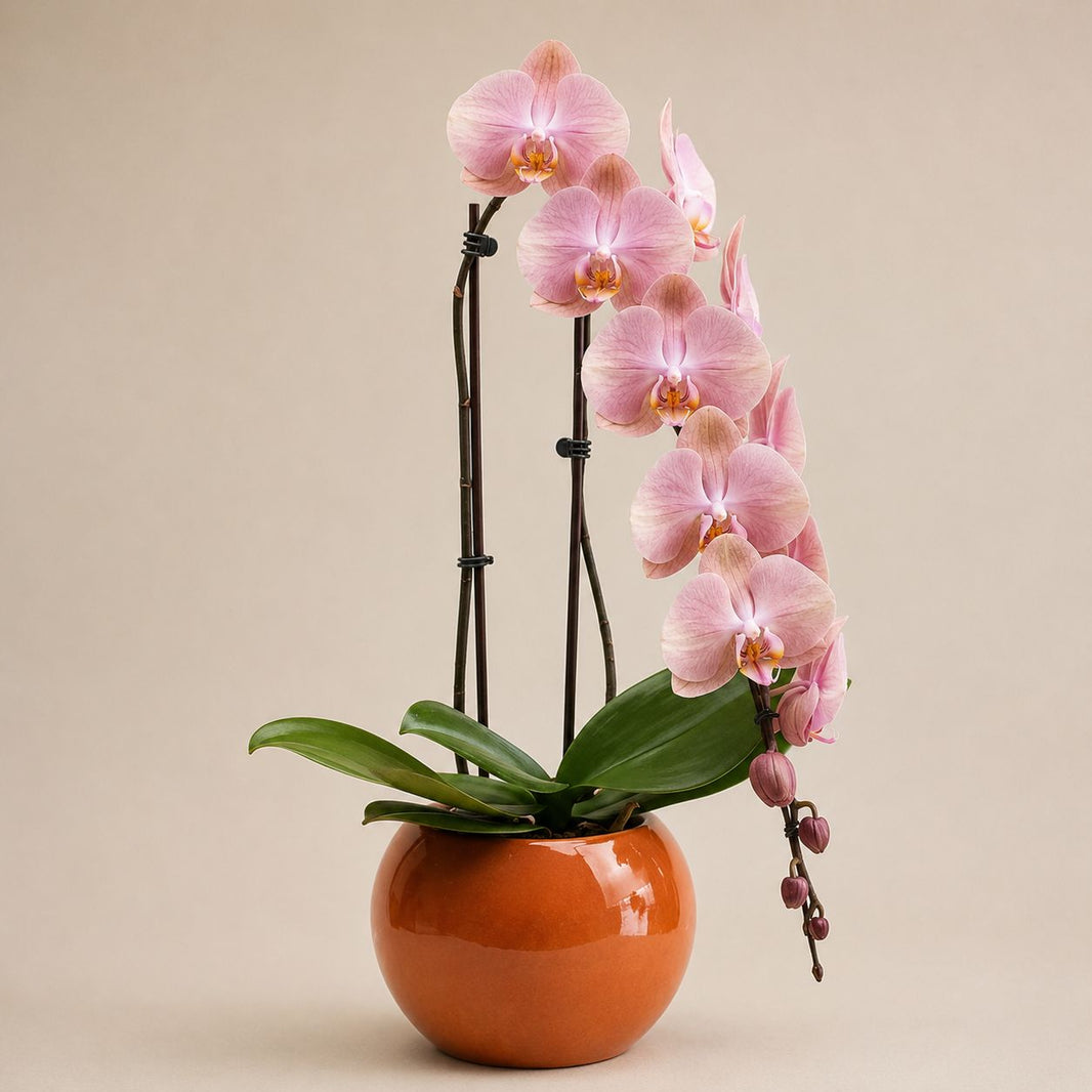 Nazlı — Pembe Orkide