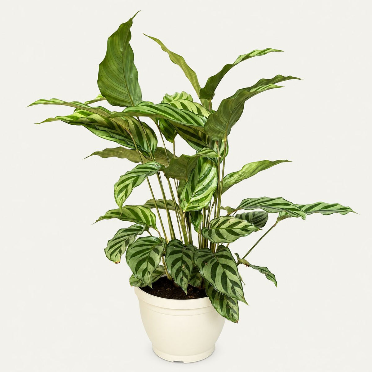 Zümra — Dua Çiçeği (Calathea)